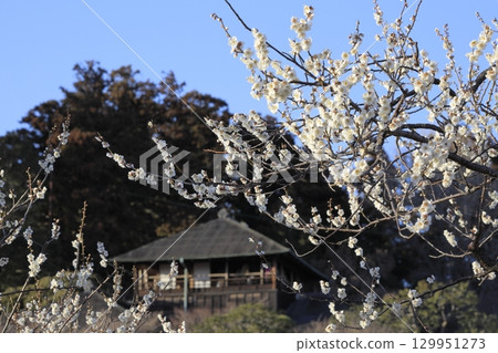 湛藍的天空、盛開的白梅花以及水戶偕樂園的好文亭 湛藍的天空、盛開的白梅花以及水戶偕樂園的好文亭 129951273