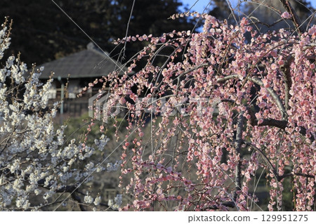 水戶偕樂園的紅白梅花盛開與好文亭 129951275
