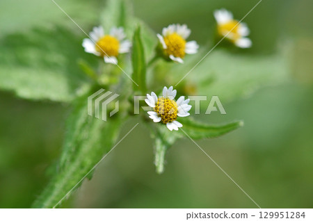 Hakodamegenki (swept chrysanthemum) 129951284