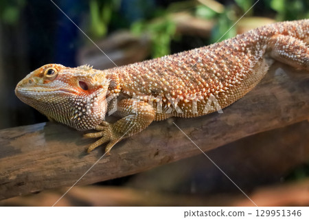 Close up head Horned Lizard at thailand 129951346