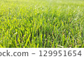 Close-up of grass bathed in soft sunlight 129951654