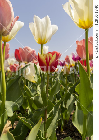 Landscape with tulip flowers 129951840