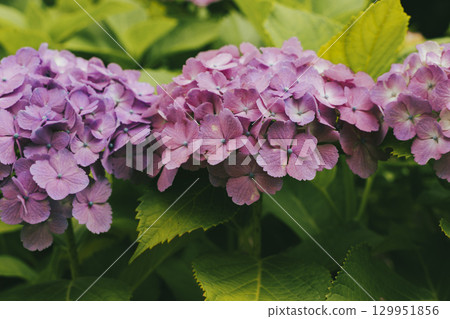 Purple hydrangea 129951856