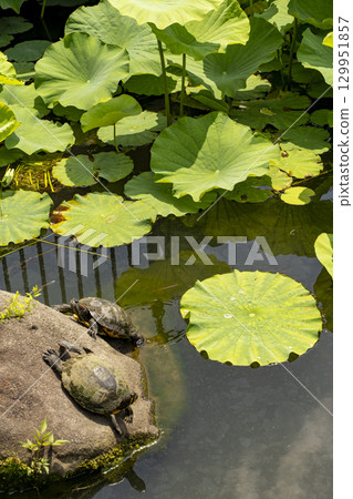 Lotus leaves and turtles floating in a pond 129951857