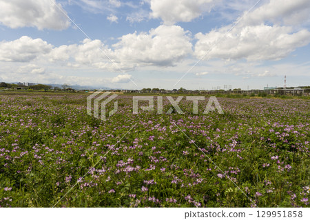  Renge field 129951858