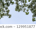 White dogwood in blue sky 129951877