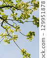Young leaves of dogwood shining against the blue sky 129951878