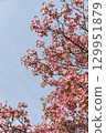 Pink dogwood shining in the blue sky 129951879