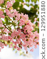 Pink crape myrtle that shines against the blue sky 129951880
