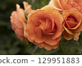 Rose with beautiful petals 129951883