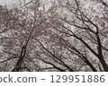 Cherry blossoms in the sky 129951886