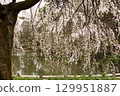 Weeping cherry blossoms in full bloom 129951887