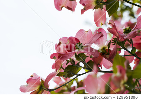 紅山茱flower花 紅山茱flower花 129951890