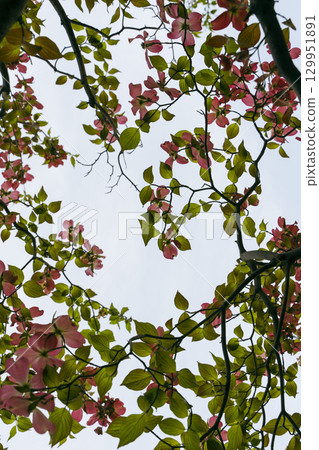 Dogwood in full bloom Dogwood in full bloom 129951891