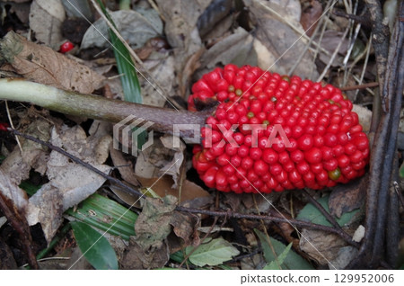 花是佛焰苞,果實是武藏文2 花是佛焰苞,果實是武藏文2 129952006