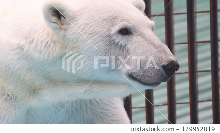 staring polar bear 129952019