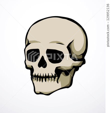 Vector drawing. Skull and neck bones Vector drawing. Skull and neck bones 129952136