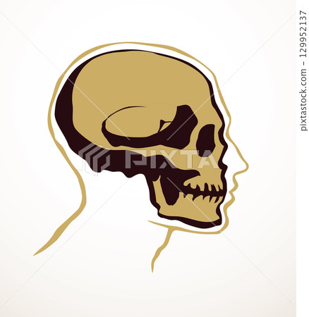Vector drawing. Skull and neck bones Vector drawing. Skull and neck bones 129952137