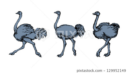Vector drawing. Ostrich in the steppe Vector drawing. Ostrich in the steppe 129952149