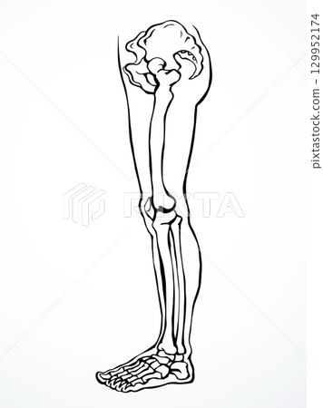 Vector drawing. Bones of the leg - Stock Illustration [129952174] - PIXTA