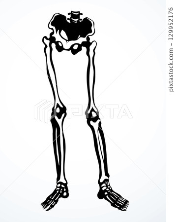 Vector drawing. Bones of the leg Vector drawing. Bones of the leg 129952176