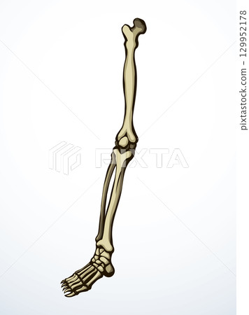 Vector drawing. Bones of the leg 129952178
