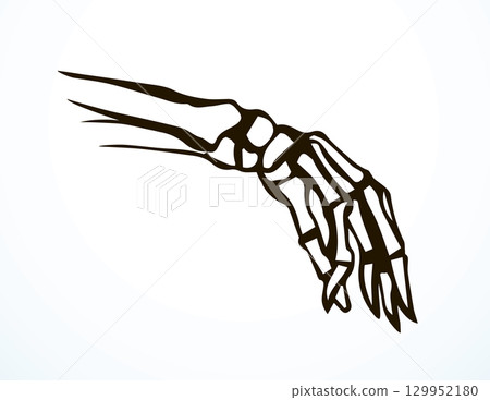 Vector drawing. Bones of the hand Vector drawing. Bones of the hand 129952180