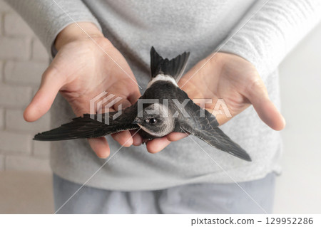 White-belted swift bird sits on a woman's hands White-belted swift bird sits on a woman's hands 129952286