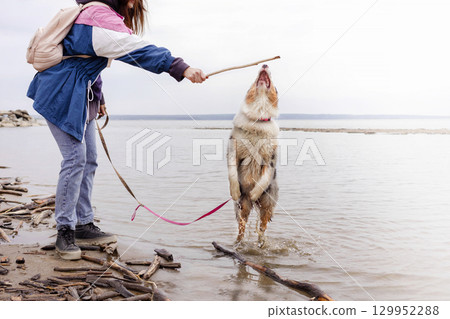 Aussie Australian Shepherd dog in blue marble color jumps after stick out of water, woman walks with dog. Aussie Australian Shepherd dog in blue marble color jumps after stick out of water, woman walks with dog. 129952288