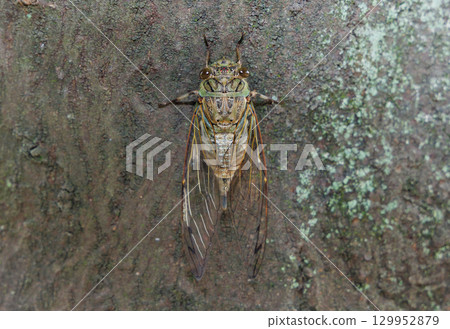 Tsukutsukuboushi perching on a tree 129952879