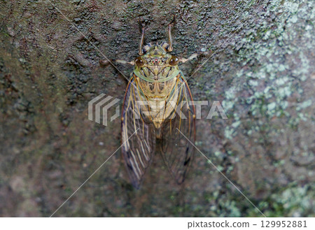 Tsukutsukuboushi perching on a tree 129952881