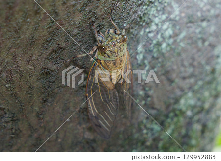 Tsukutsukuboushi perching on a tree 129952883