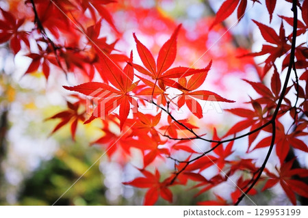 鮮紅的秋葉 鮮紅的秋葉 129953199