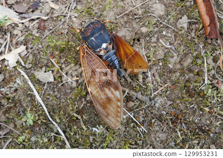 Dead brown cicada 129953231