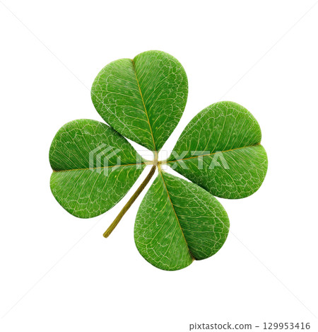 Four leaf clover with vibrant green heart shaped leaves and detailed vein patterns, symbolizing luck and natural beauty 129953416