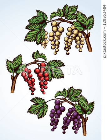 Currants on branch. Vector drawing Currants on branch. Vector drawing 129953484