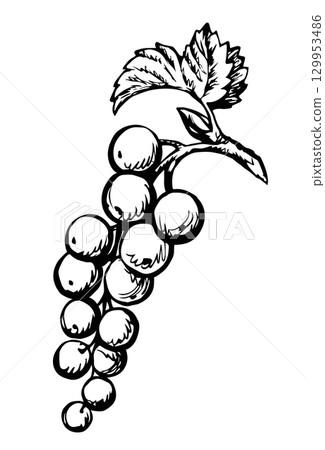 Currants on branch. Vector drawing Currants on branch. Vector drawing 129953486