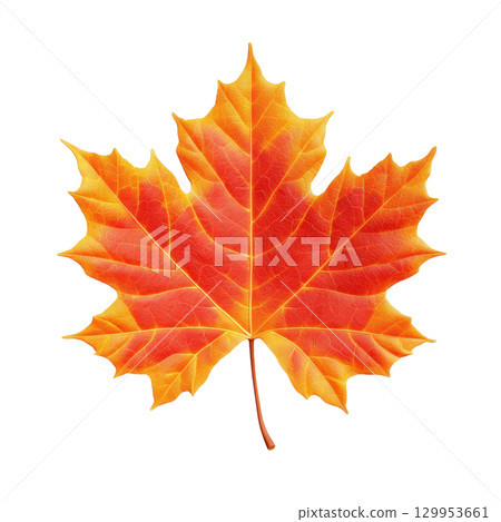Bright red and orange maple leaf with detailed veins isolated on transparency background, showcasing vibrant autumn colors and natural texture 129953661