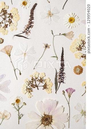Many pressed dried flowers on white paper. Many pressed dried flowers on white paper. 129954020
