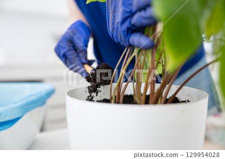 Close-up of person transplanting plant into pot. 129954028