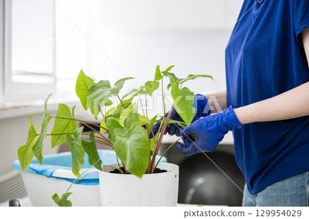 Close-up of person caring for indoor potted plant in blue gloves. 129954029