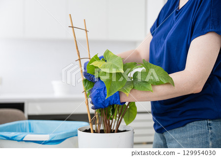 Close-up of person caring for indoor potted plant in blue gloves. 129954030