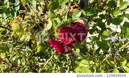 Closeup of vibrant red roses in a garden setting with green foliage Closeup of vibrant red roses in a garden setting with green foliage 129954034