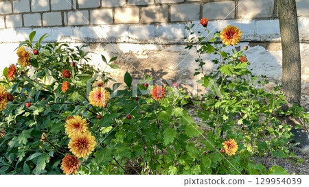 Vibrant Chrysanthemums in Autumn Sunlight Vibrant Chrysanthemums in Autumn Sunlight 129954039