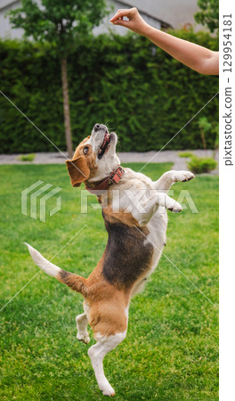 Beagle dog jumping on hind legs to reach a treat from a human hand, outdoors on green grass with trees in the background 129954181