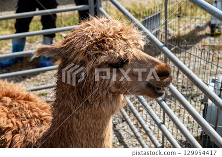 Lama at the Meenacross Agricultural Show in County Donegal, Ireland Lama at the Meenacross Agricultural Show in County Donegal, Ireland 129954417