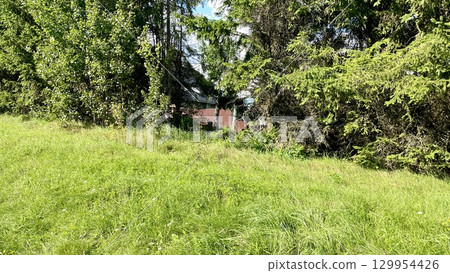 Grassy meadow with dense trees and glimpse of a building Grassy meadow with dense trees and glimpse of a building 129954426