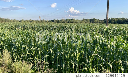 Vast field of corn under a bright summer sky 129954429