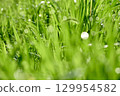 美麗的晨露風景 129954582