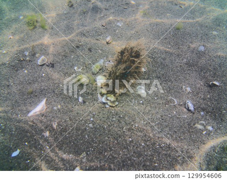 橫濱海洋公園的海床上爬行的海蛞蝓 129954606